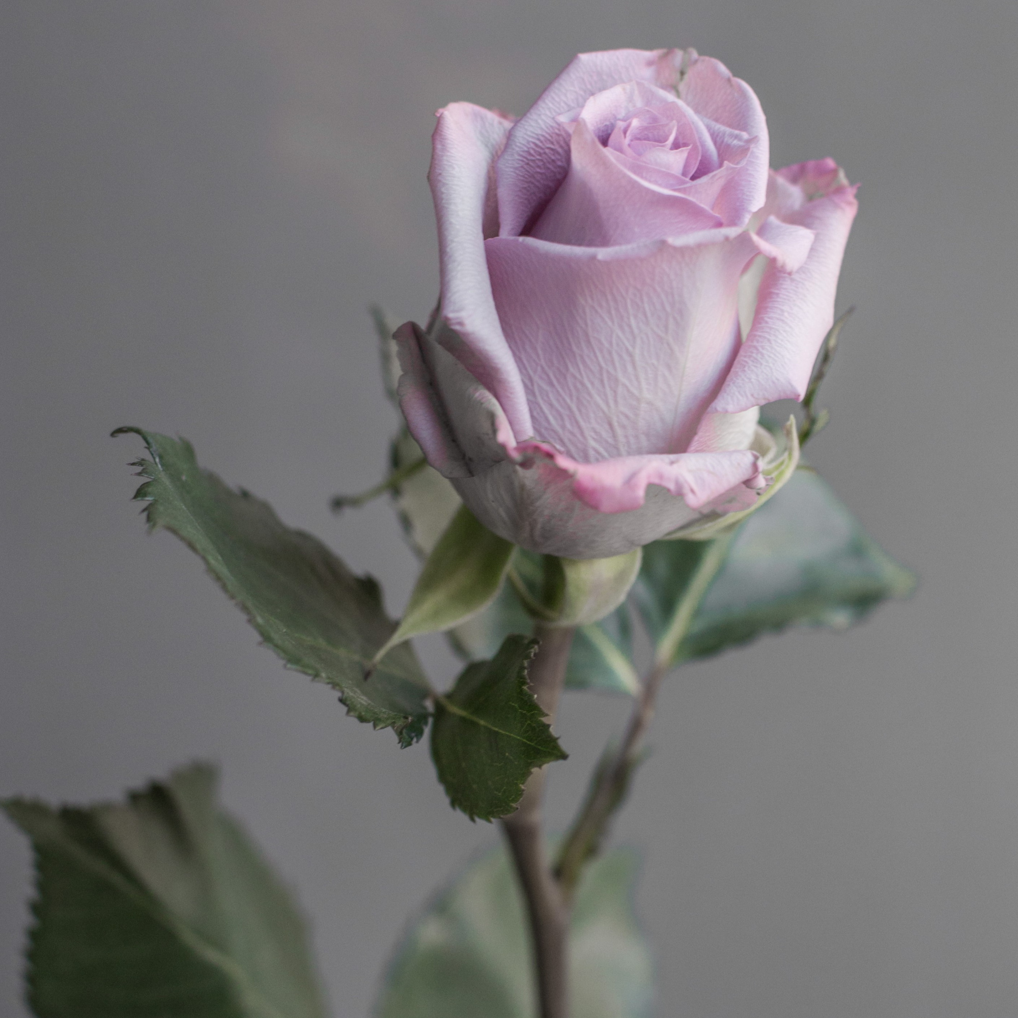 Роза Оушен Сонг | Ocean Song Rose - "Спутник"