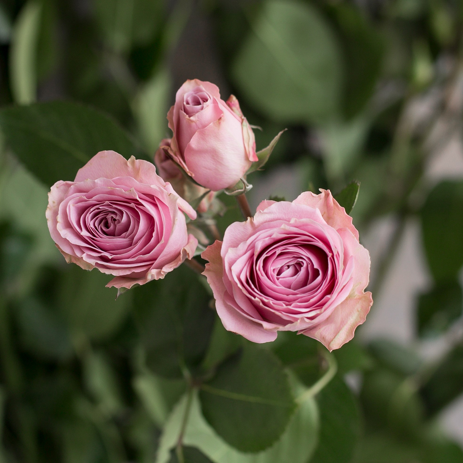 Роза кустовая Пинк Иришка | Pink Irishka Spray Rose