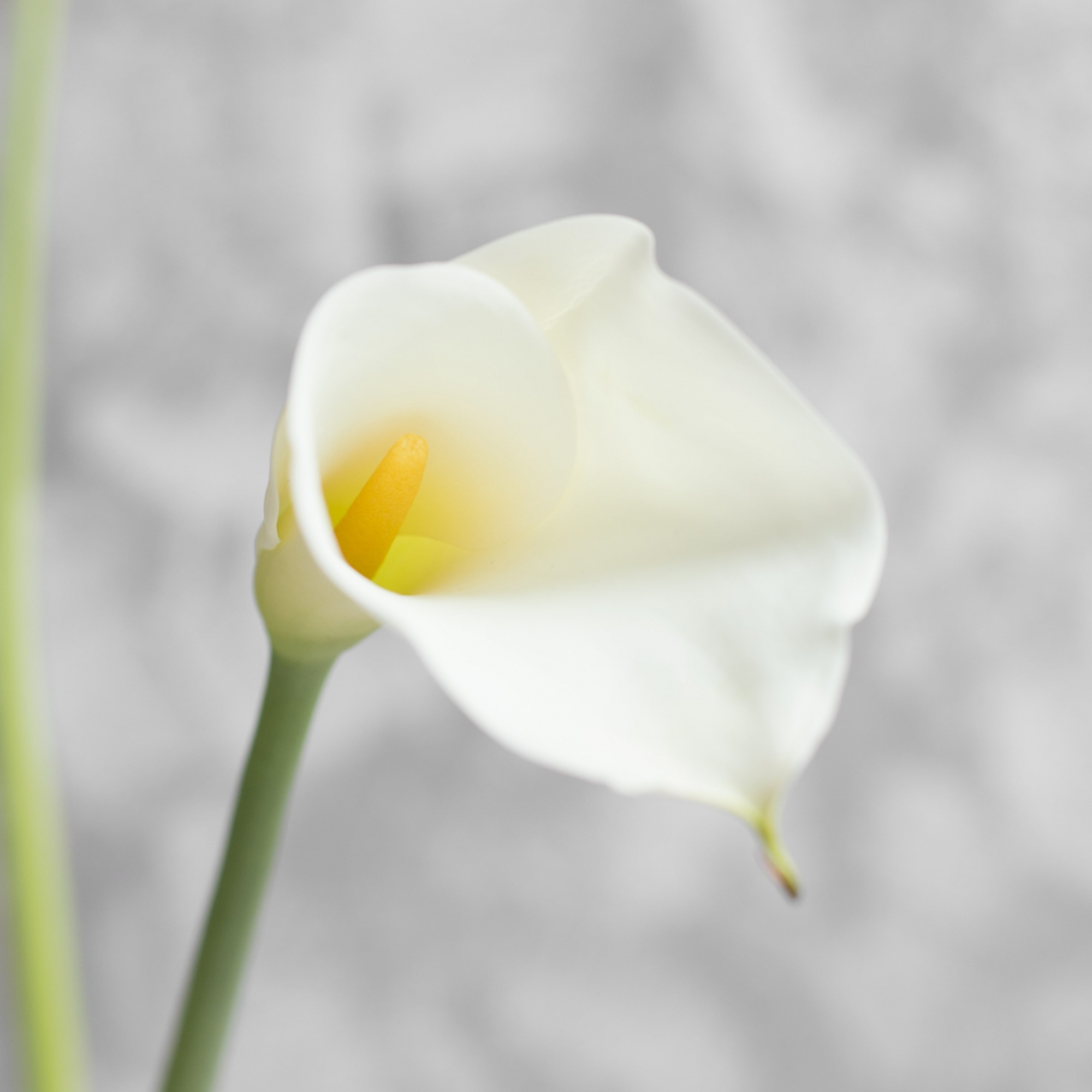 Калла Хайвуд | Highwood Calla - "Спутник"