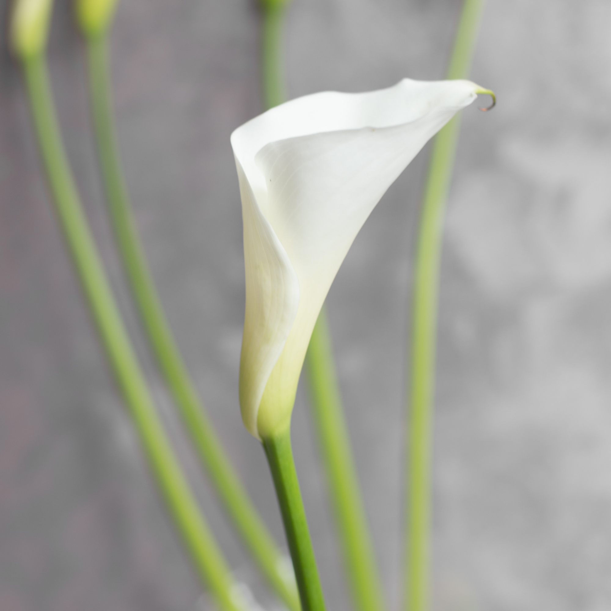 Калла Хайвуд | Highwood Calla - "Спутник"