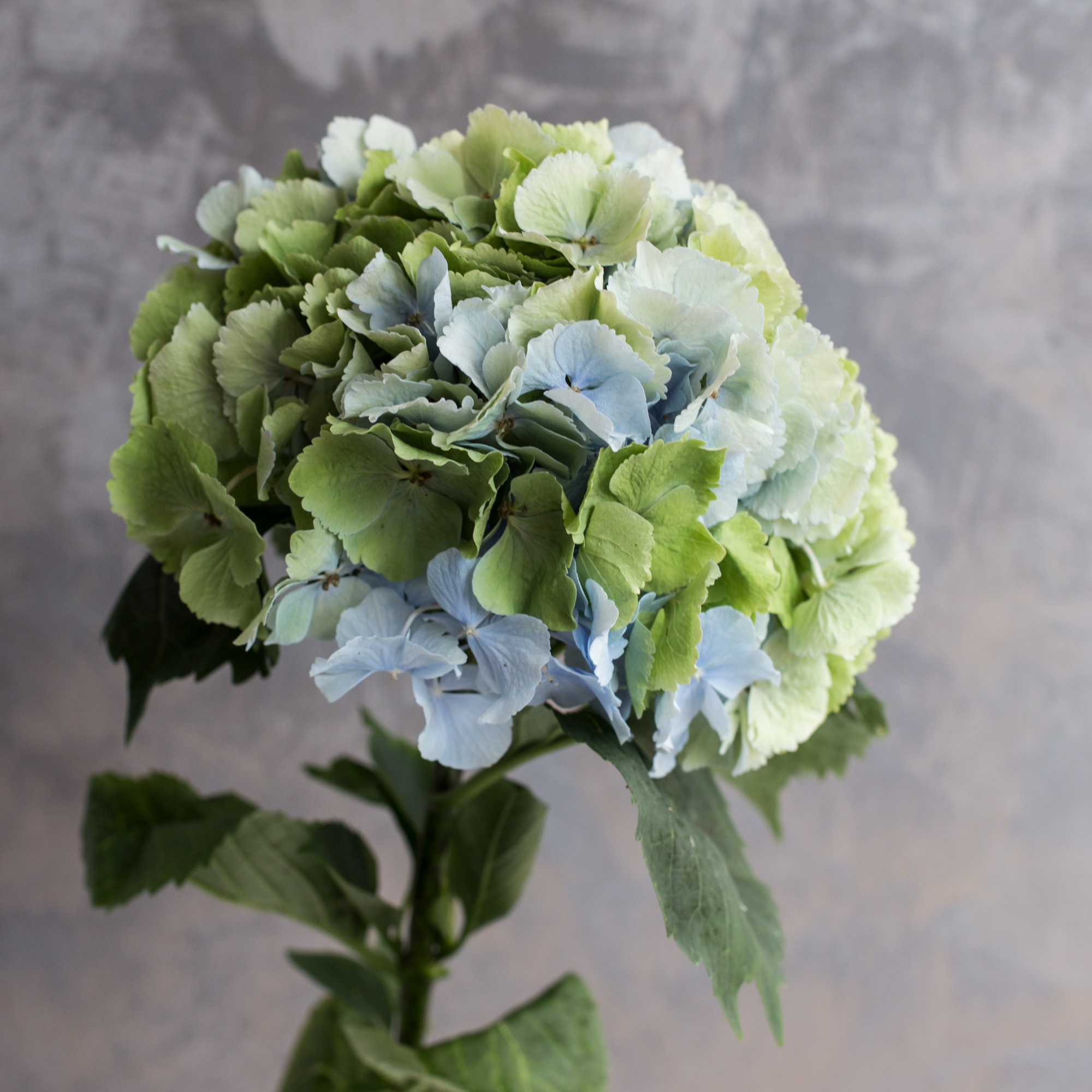 Гортензия Верена Классик | Hydrangea Verena Classic - "Спутник"