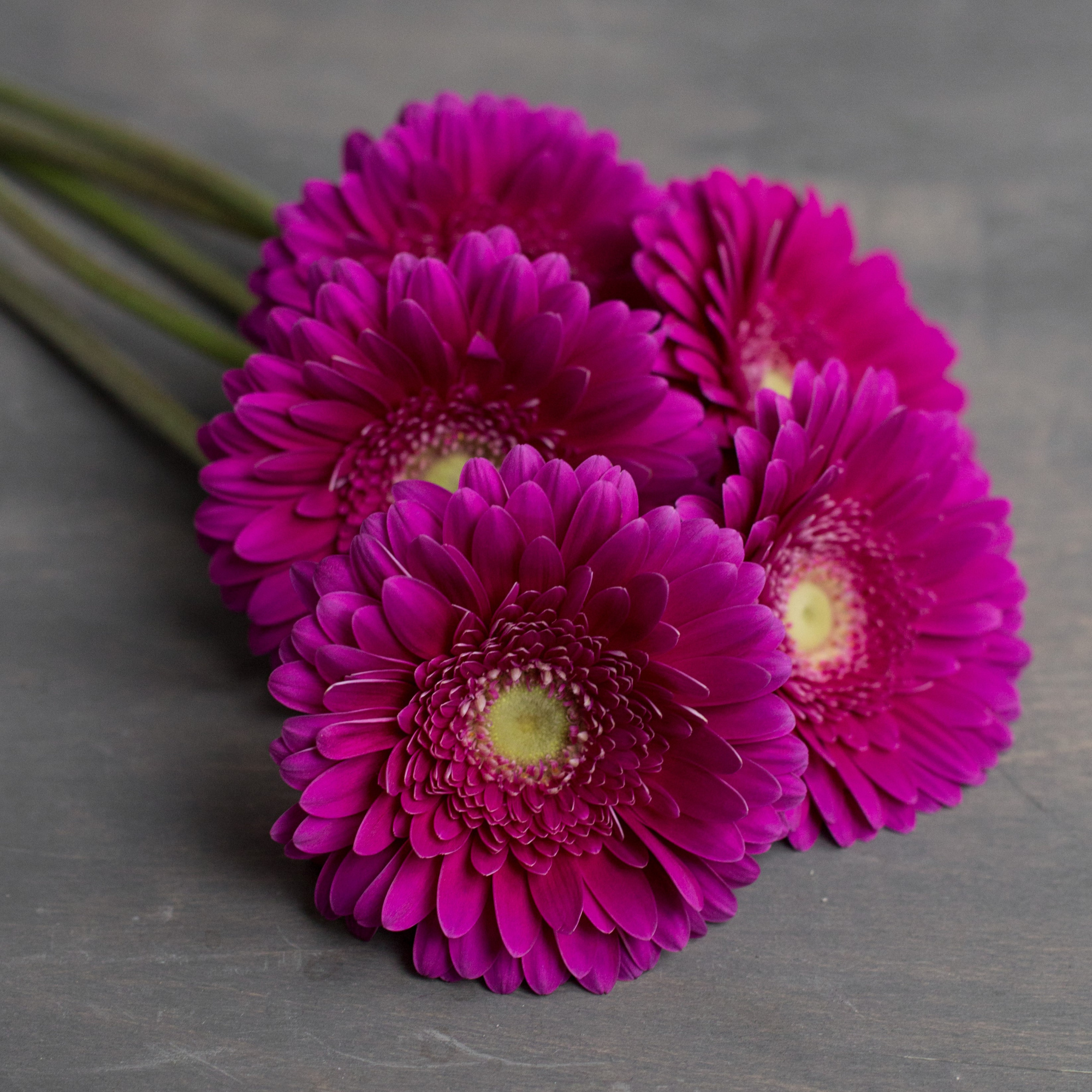 Гербера Фламенко | Gerbera Flamenco - "Спутник"