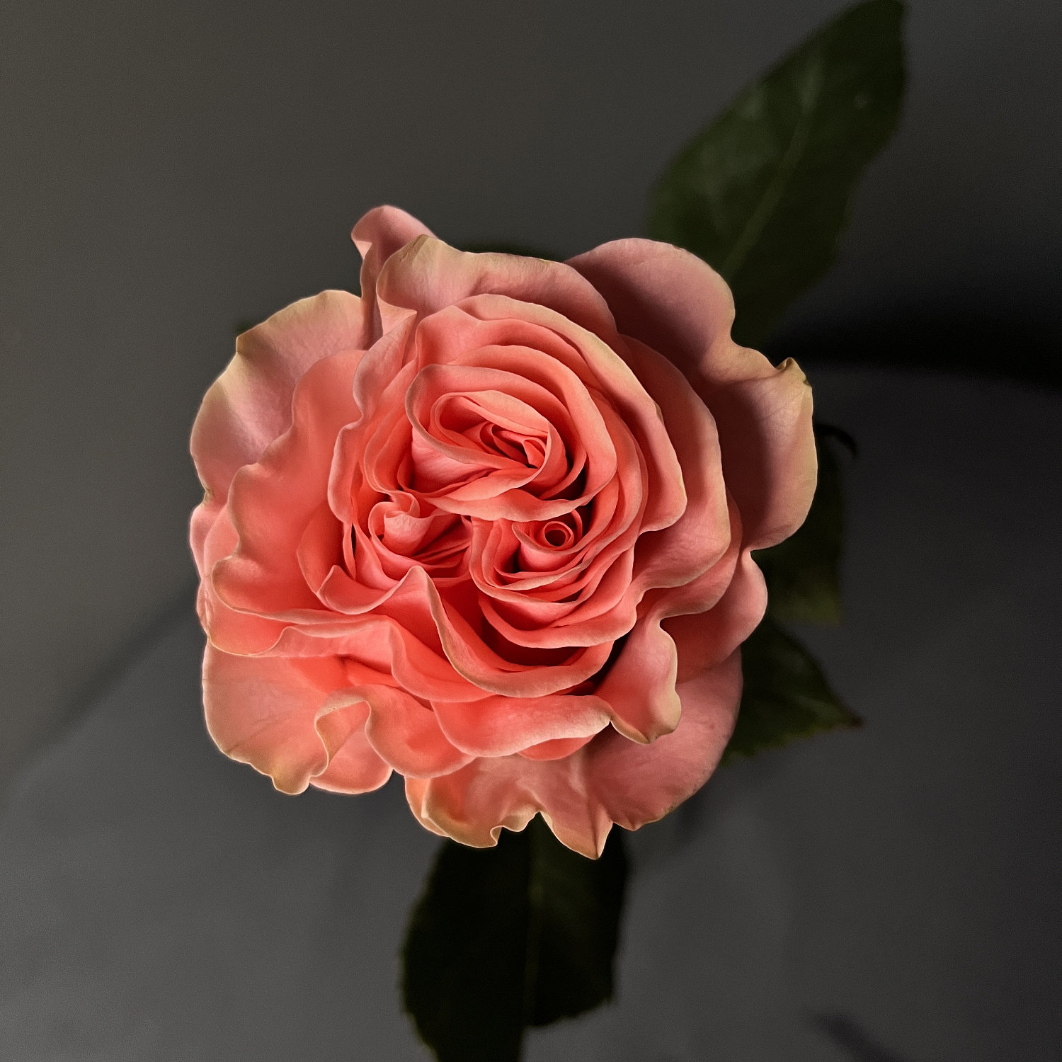 Роза одноголовая Хэппинг | Happink rose