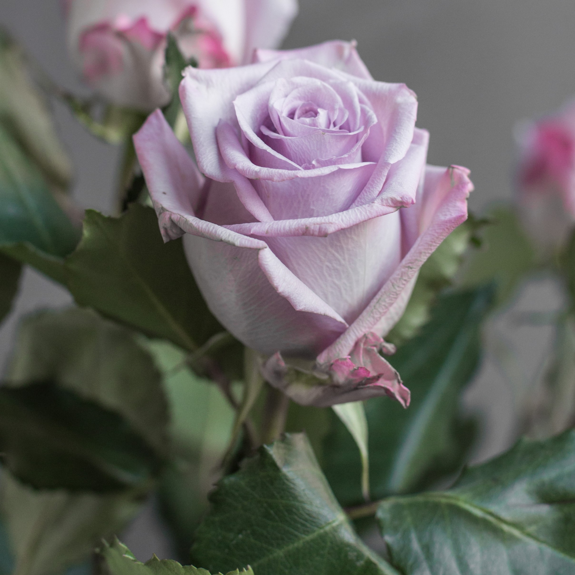Роза Оушен Сонг | Ocean Song Rose - "Спутник"