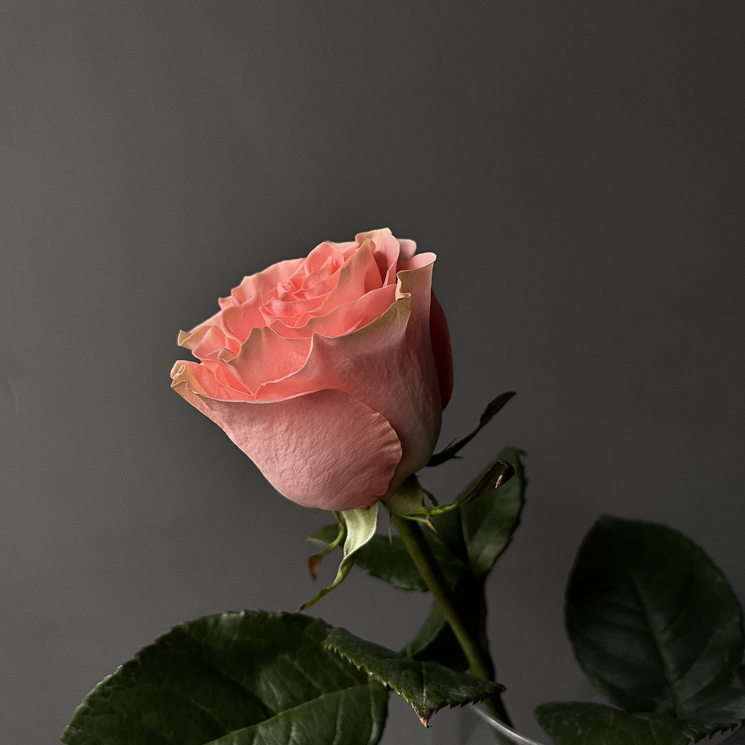Роза одноголовая Хэппинг | Happink rose