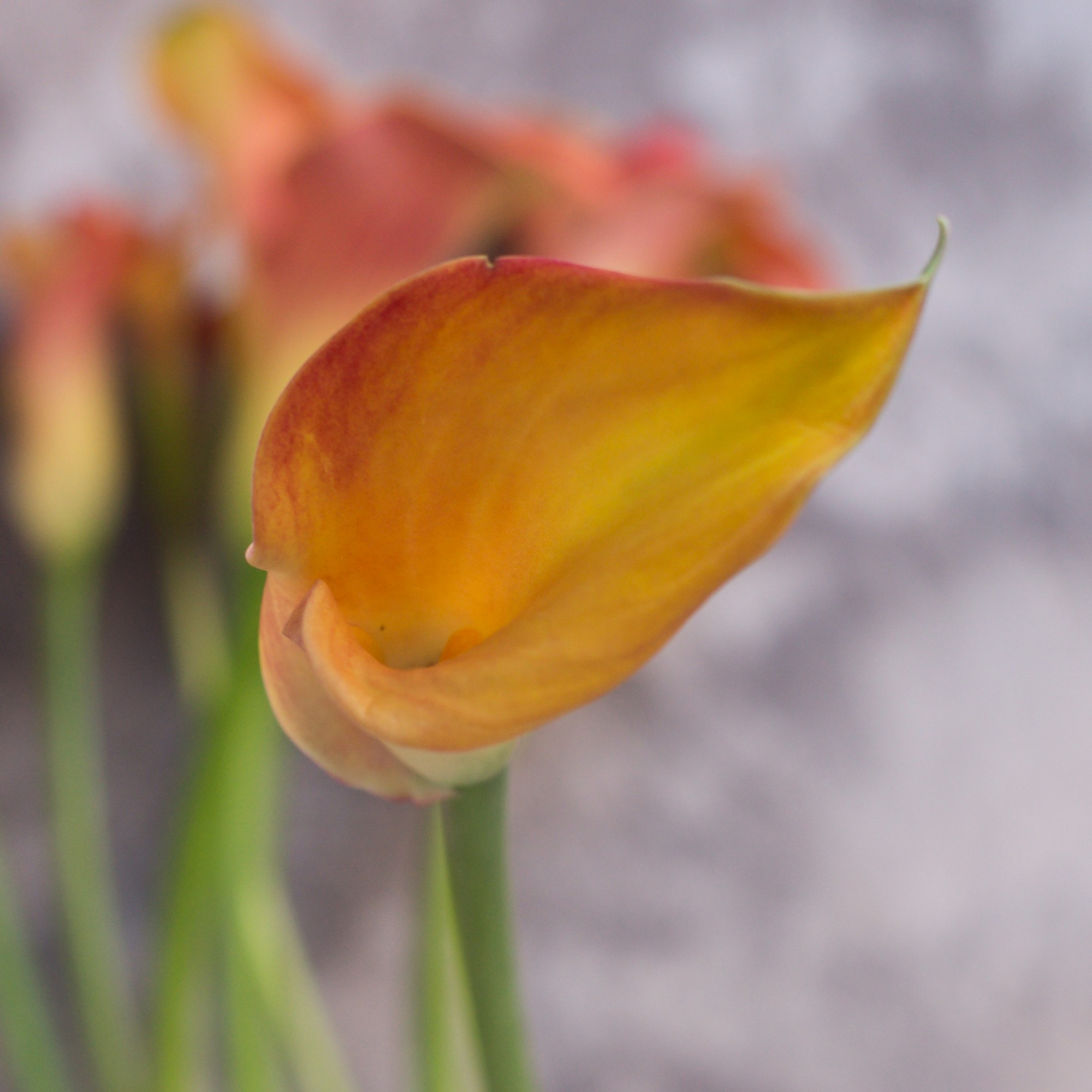 Калла Манго | Mango Calla - "Спутник"