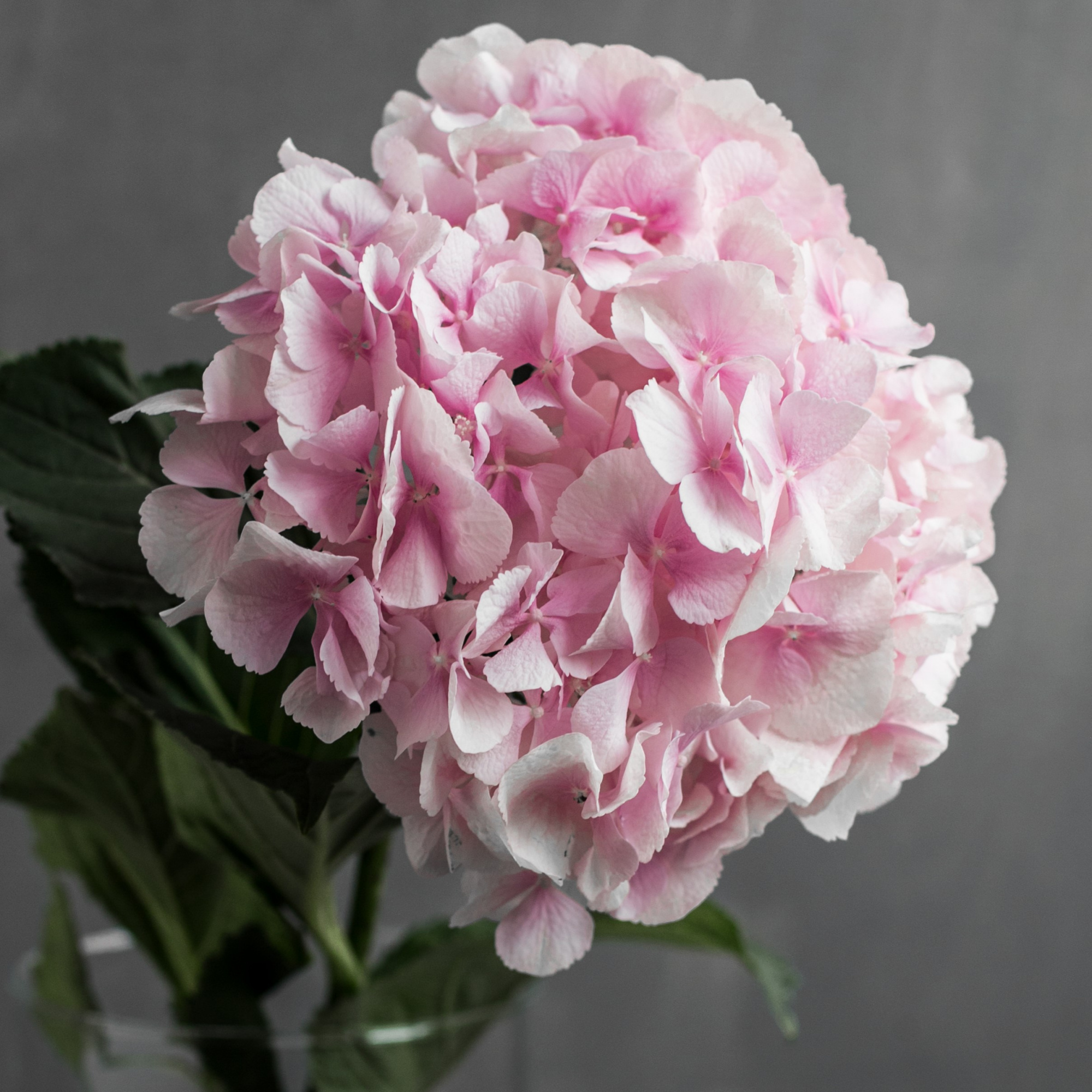 Гортензия Верена Пинк | Hydrangea Verena Pink - "Спутник"