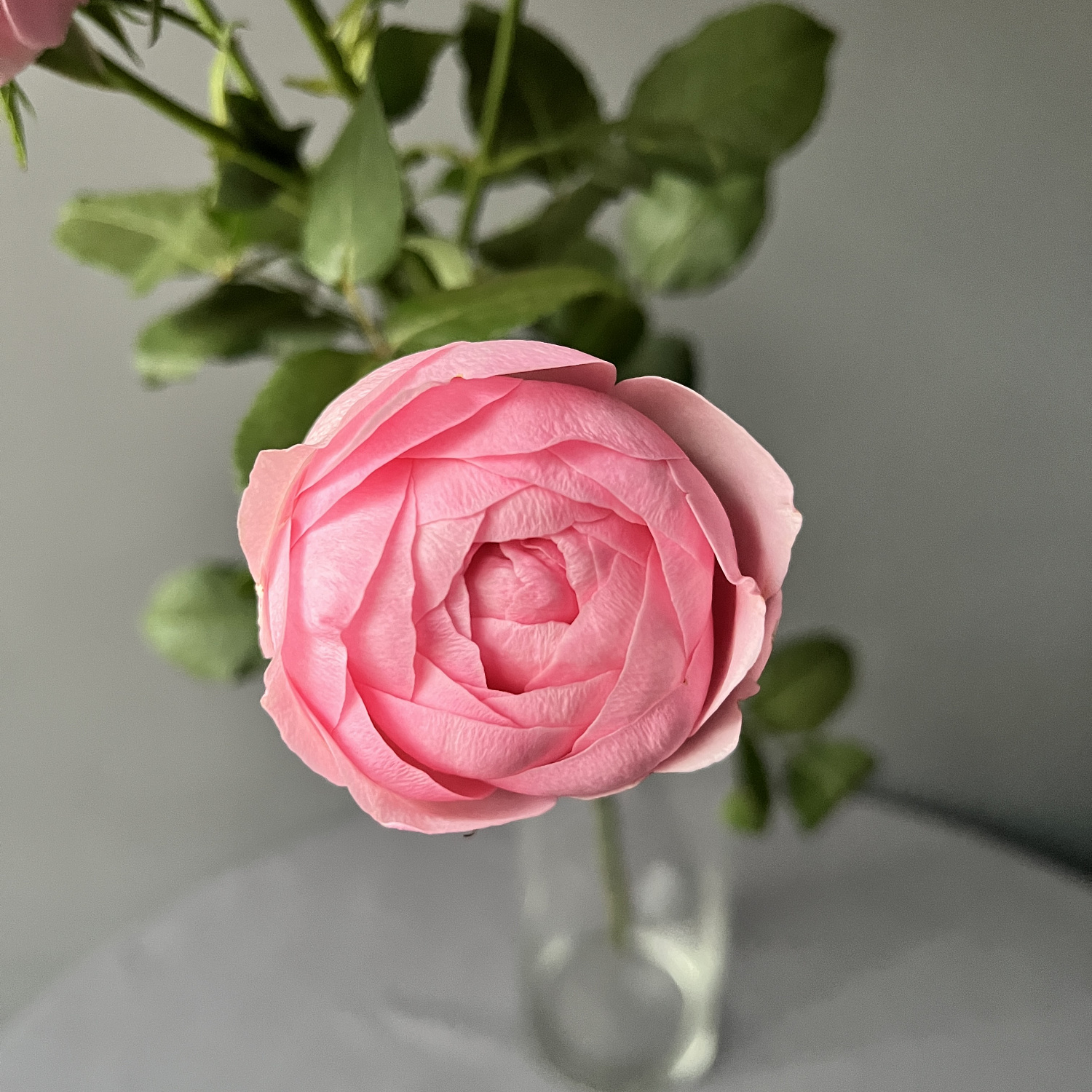 Роза кустовая Мэнсфилд Парк Пинк | Mansfield park pink Spray Rose