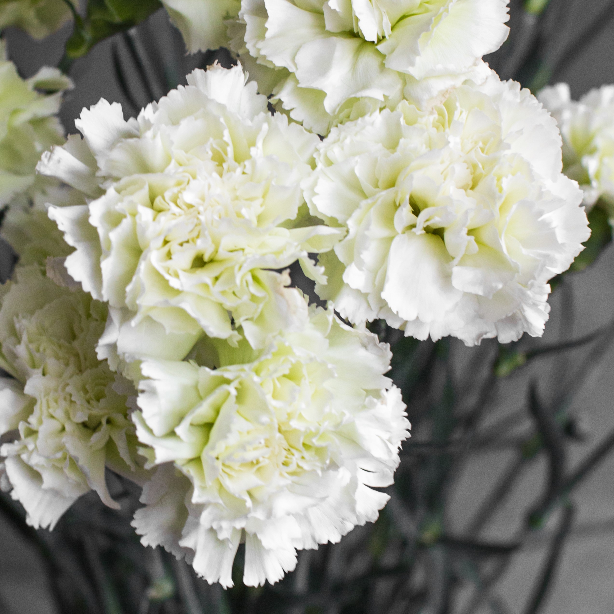 Гвоздика одноголовая Прадо Минт | Prado Mint Carnation - "Спутник"