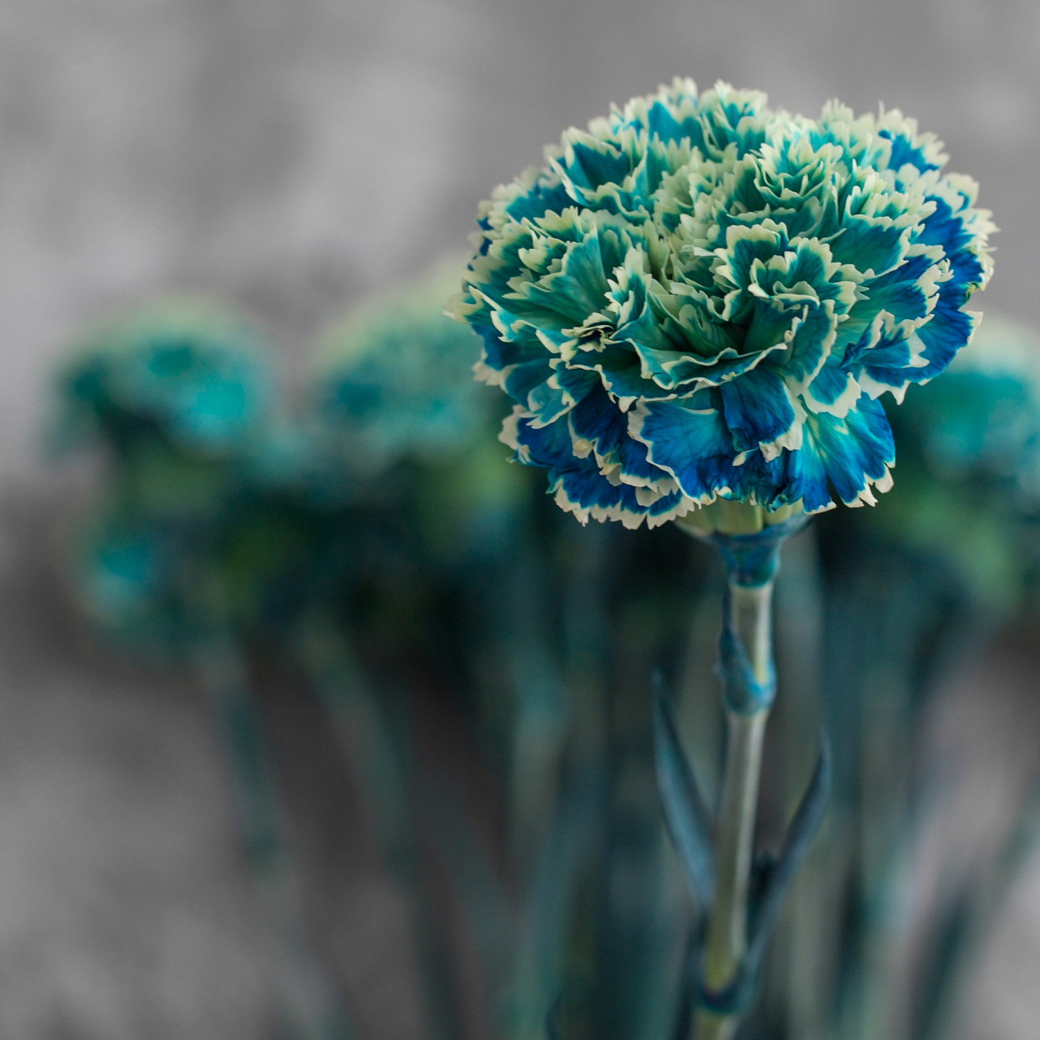 Гвоздика одноголовая окрашенная Оушен Блю | Ocean Blue Carnation