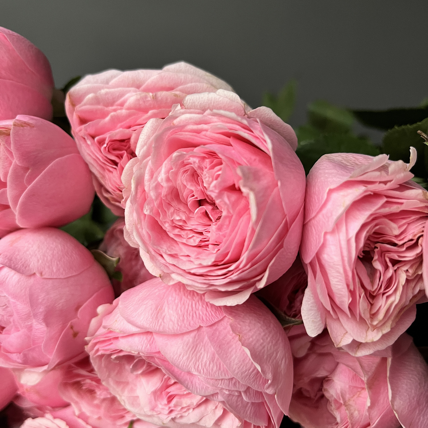 Роза кустовая Мэнсфилд Парк Пинк | Mansfield park pink Spray Rose
