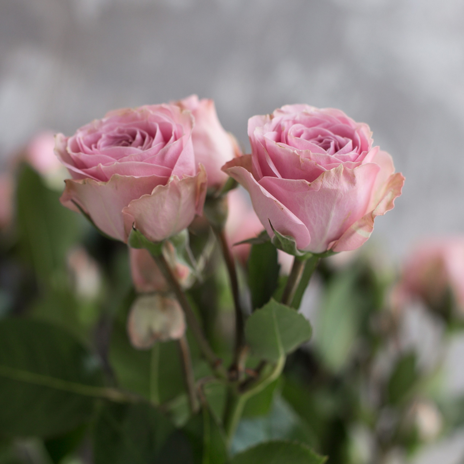 Роза кустовая Пинк Иришка | Pink Irishka Spray Rose