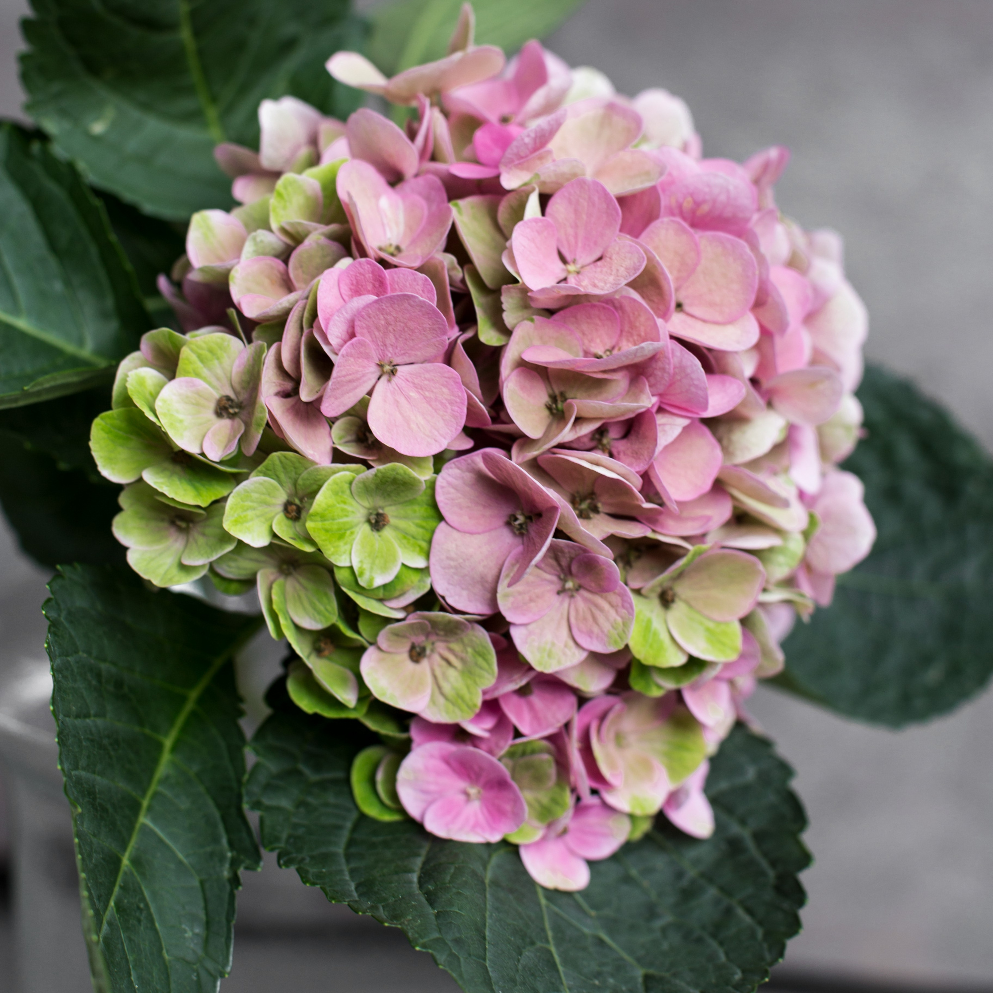 Гортензия Аметист | Hydrangea Ametist - "Спутник"