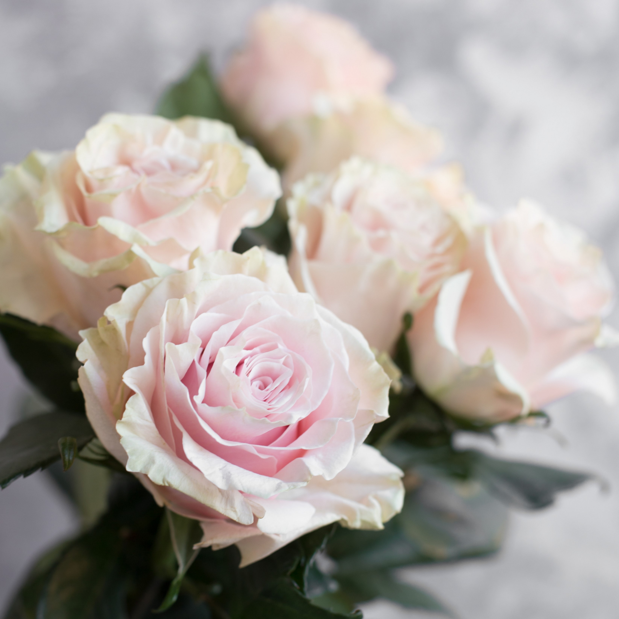 Роза Пинк Мондиаль | Pink Mondial Rose - "Спутник"