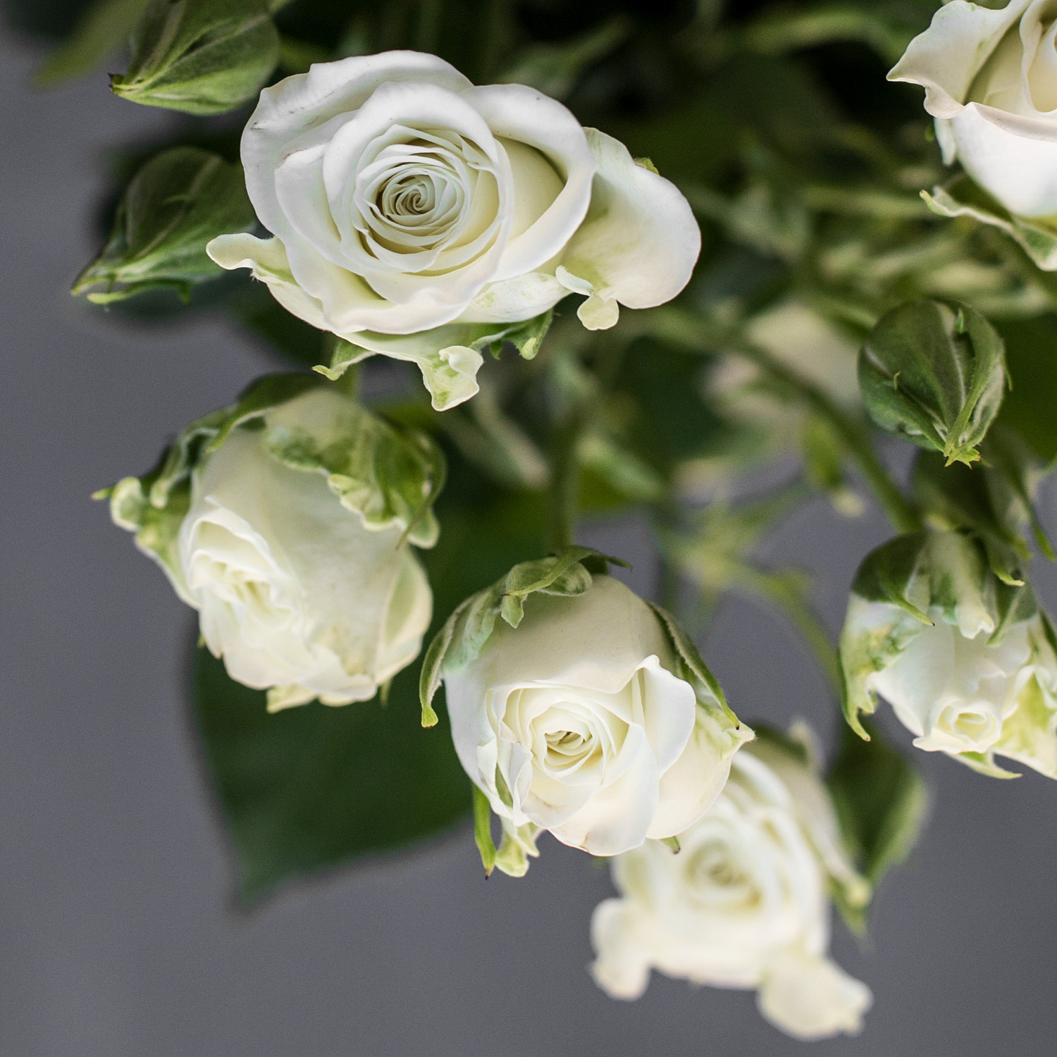 Роза кустовая Сноуфлейк | Snowflake spray rose