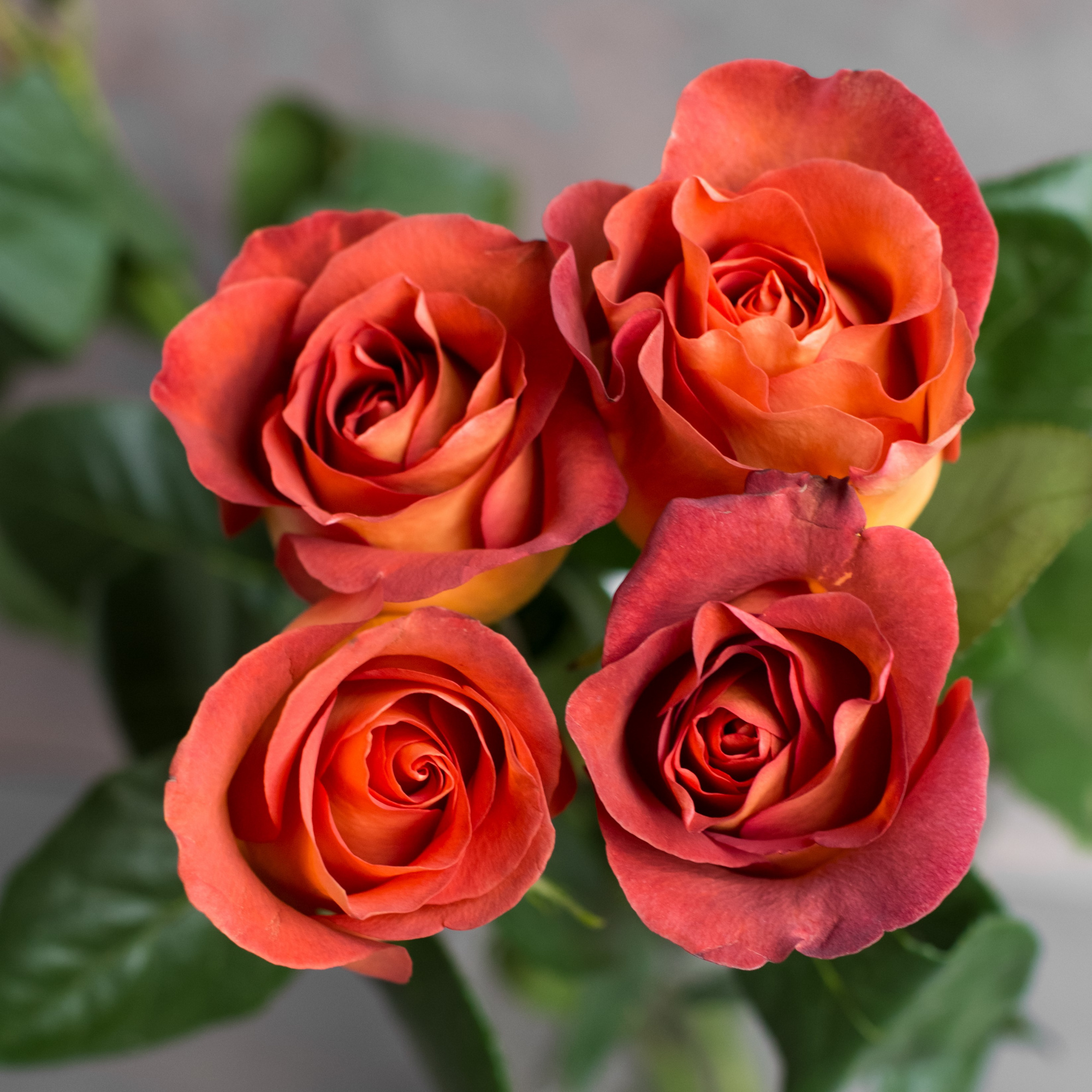 Роза Кофе Брейк | Coffee Break Rose - "Спутник"