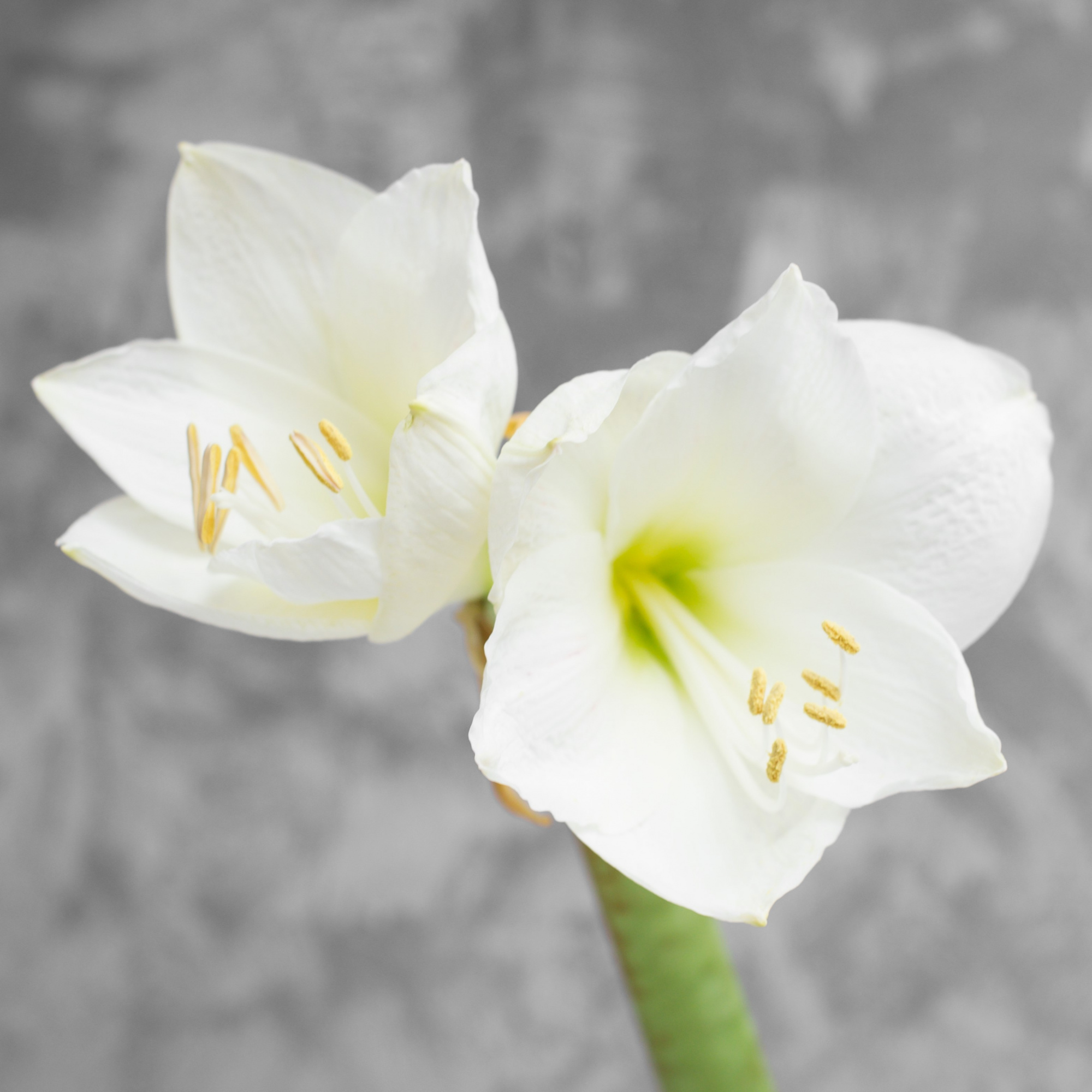 Амариллис (Гиппеаструм) Монт Бланк | Amaryllis Mont Blanc - "Спутник"