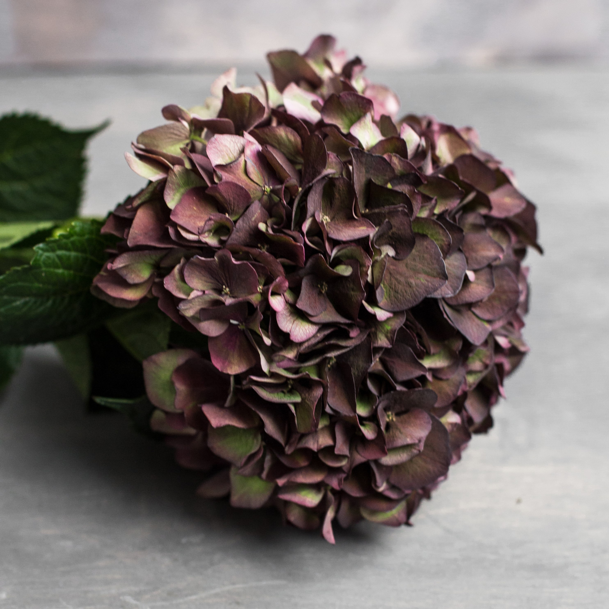 Гортензия Биколор | Hydrangea Bicolor - "Спутник"