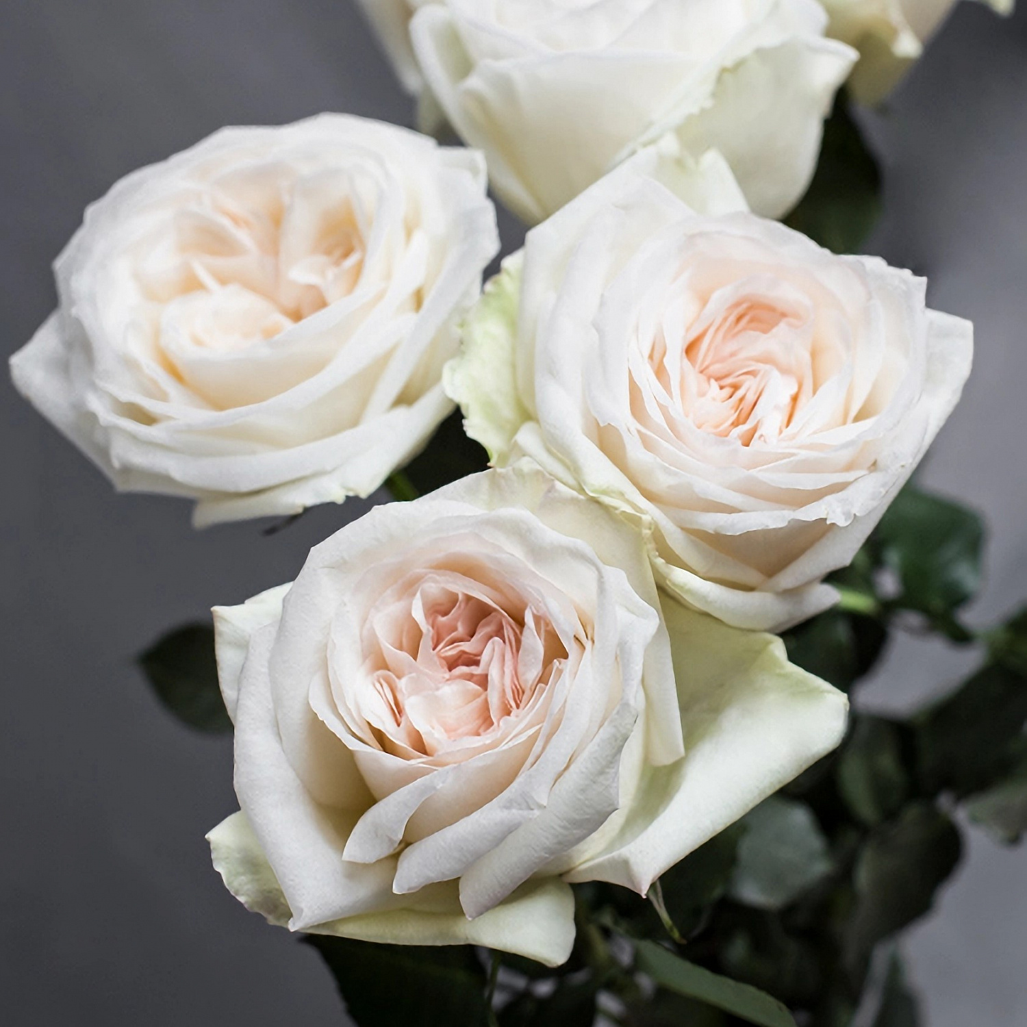 Роза Вайт ОХара | White O'Hara Rose