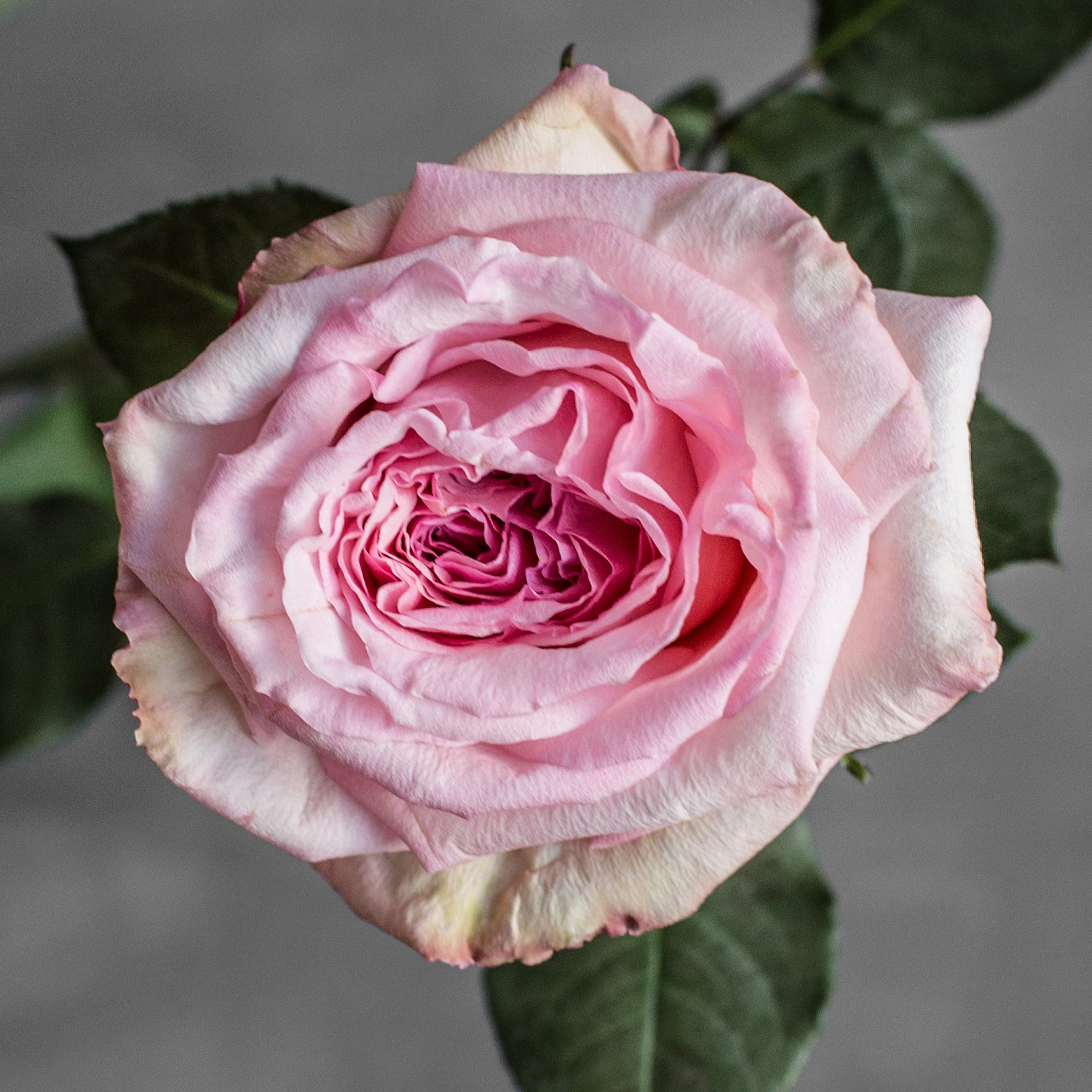 Роза пионовидная Пинк Охара | Pink O`Hara Rose