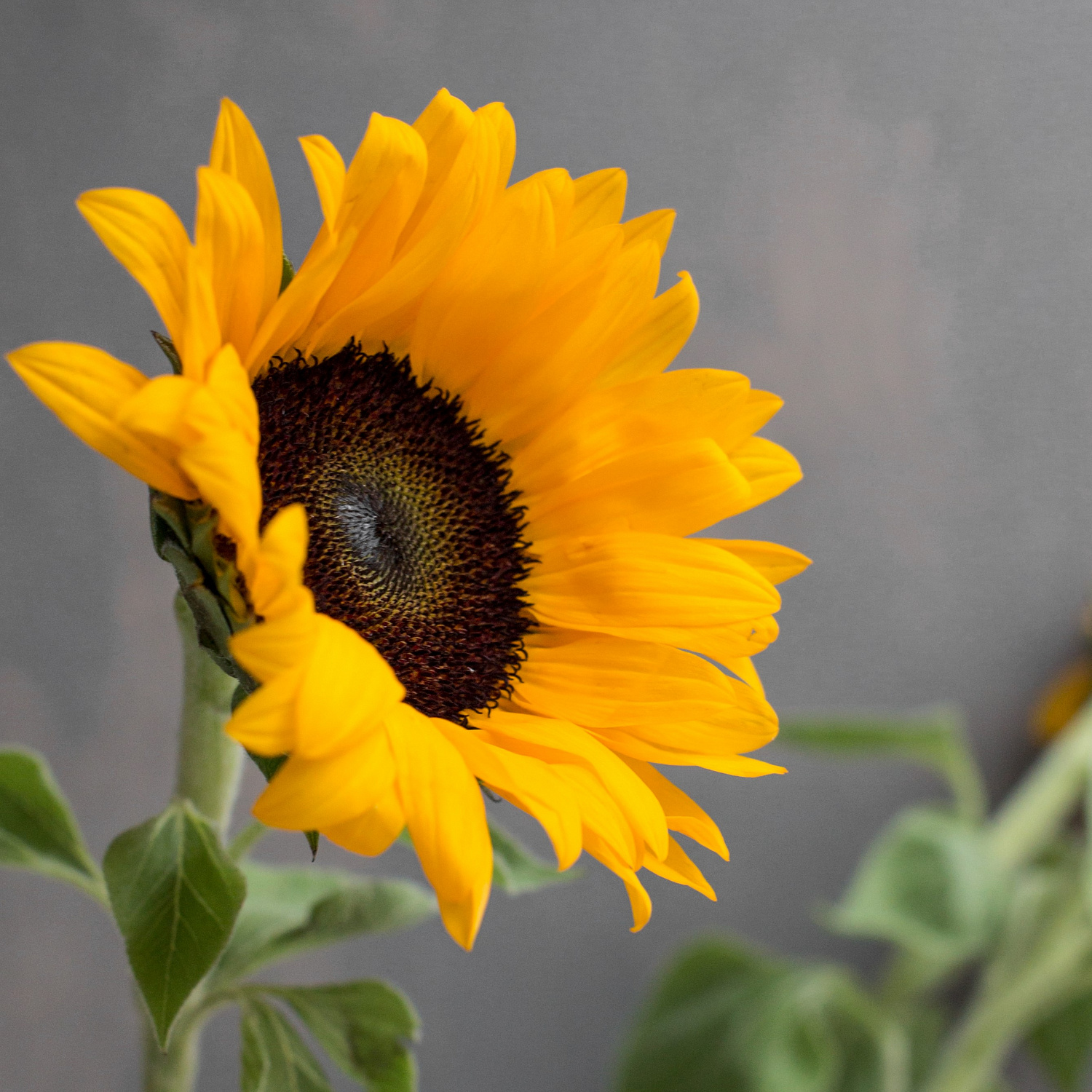 Подсолнух Оранж Фаер | Orange Fire Sunflower