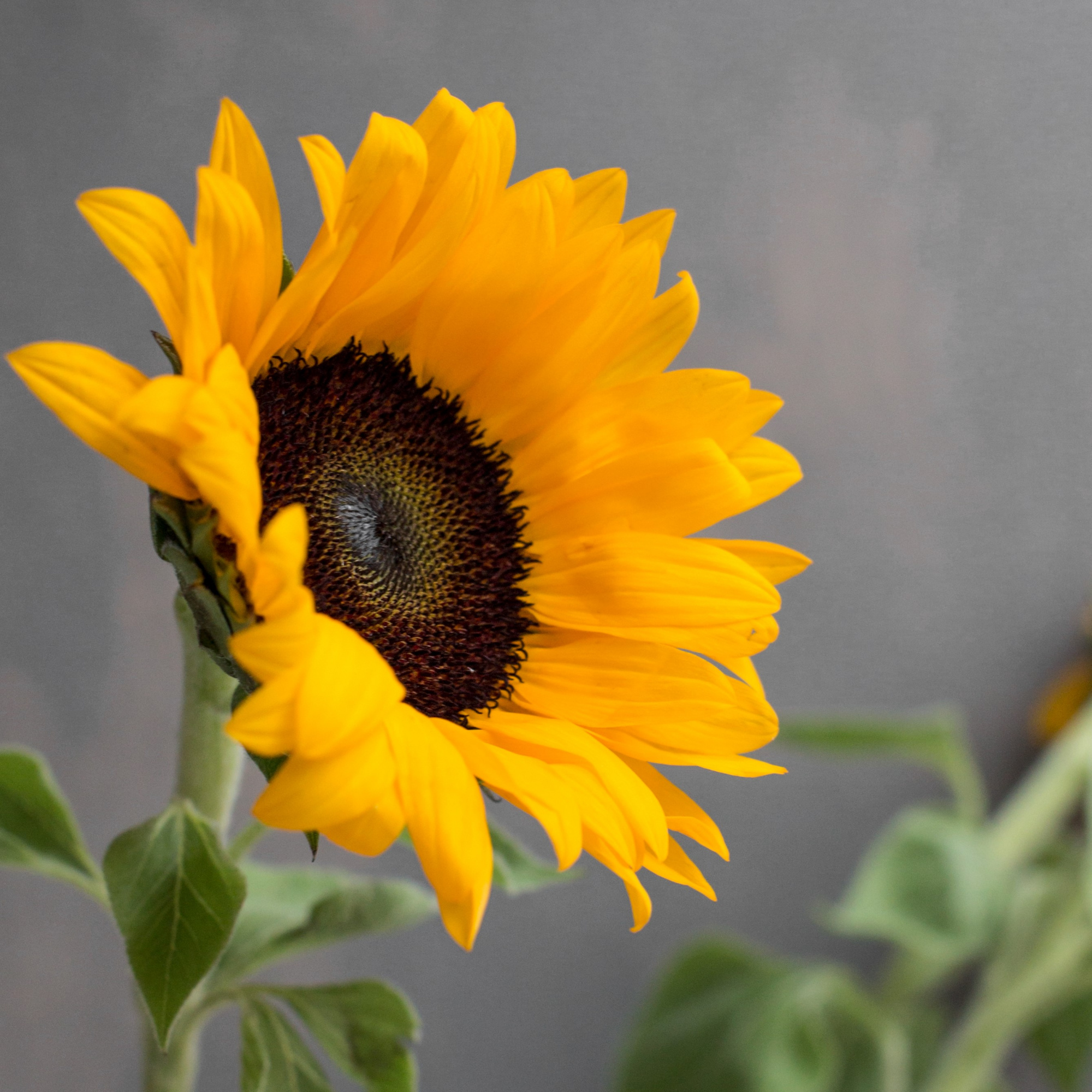 Подсолнух Оранж Фаер | Orange Fire Sunflower - "Спутник"