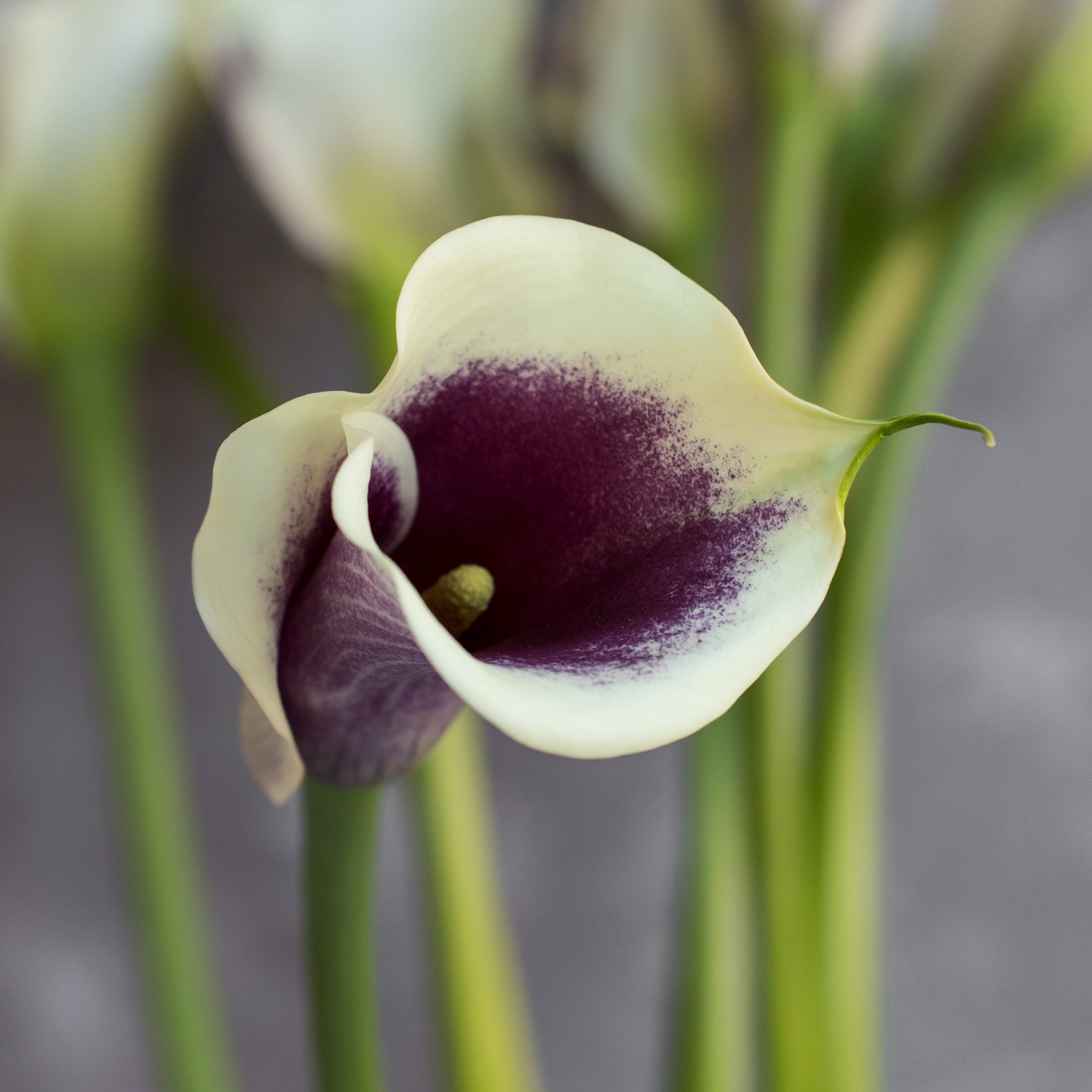 Калла Пикассо | Picasso Calla