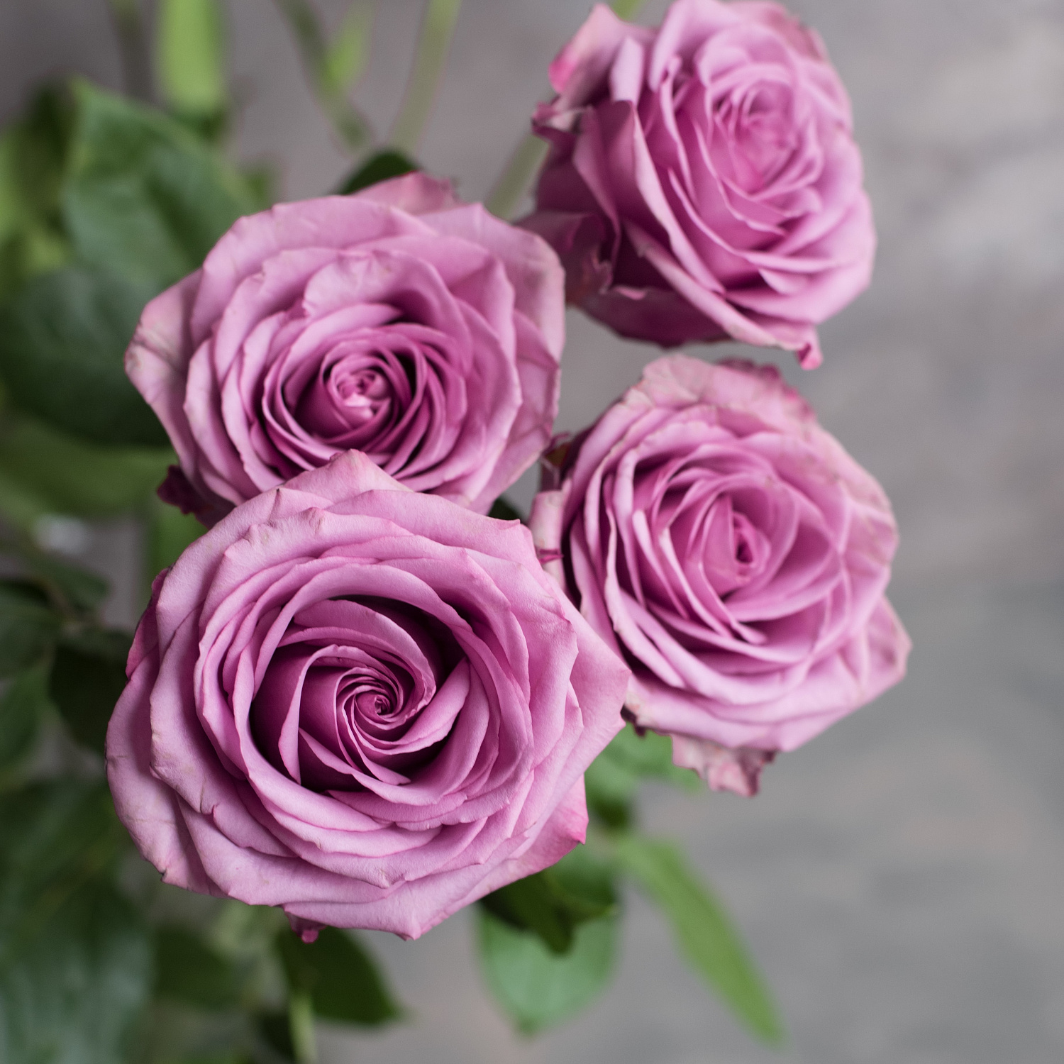 Роза Кул Ватер | Cool Water Rose