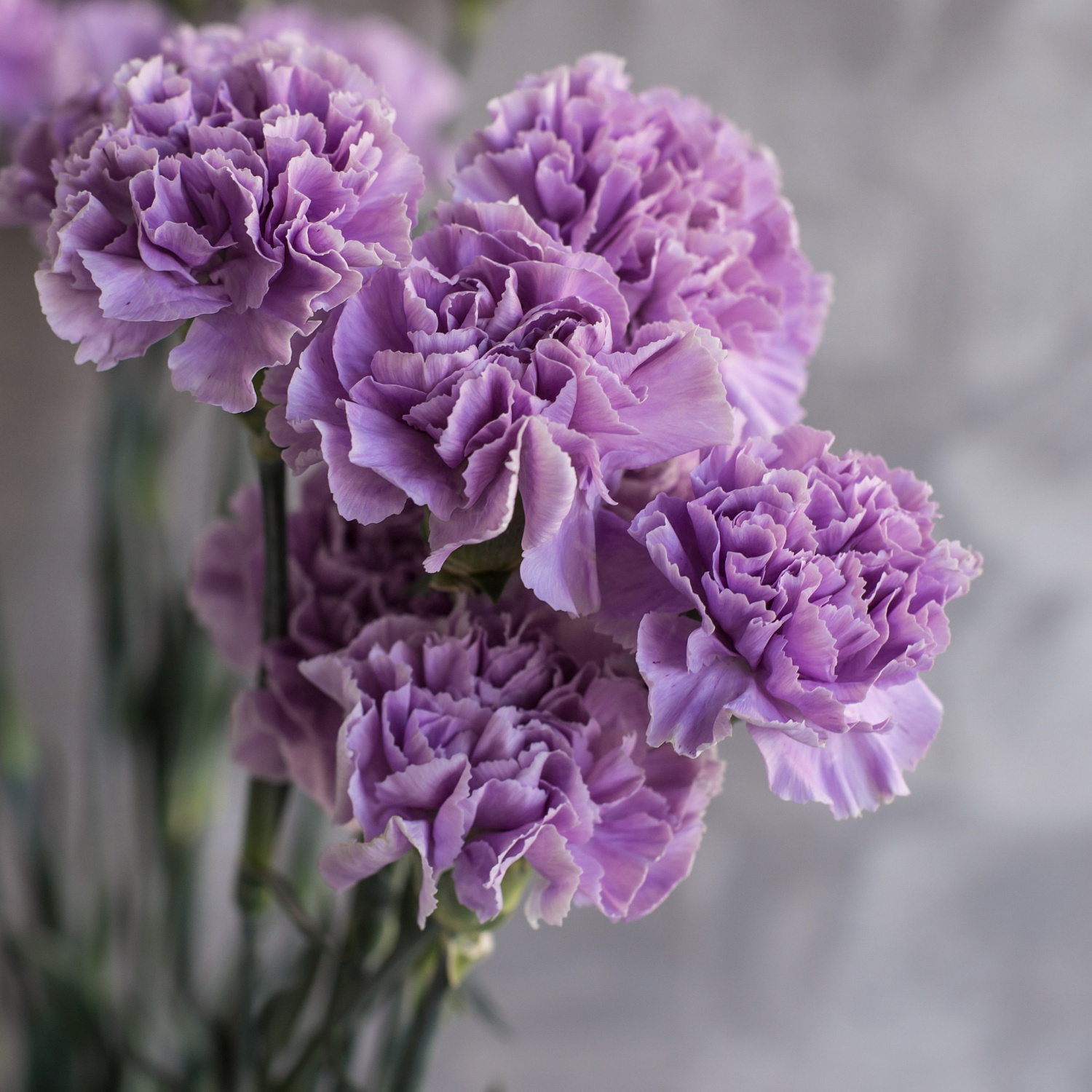 Гвоздика одноголовая лунная Мунаква | Moonaqua Carnation