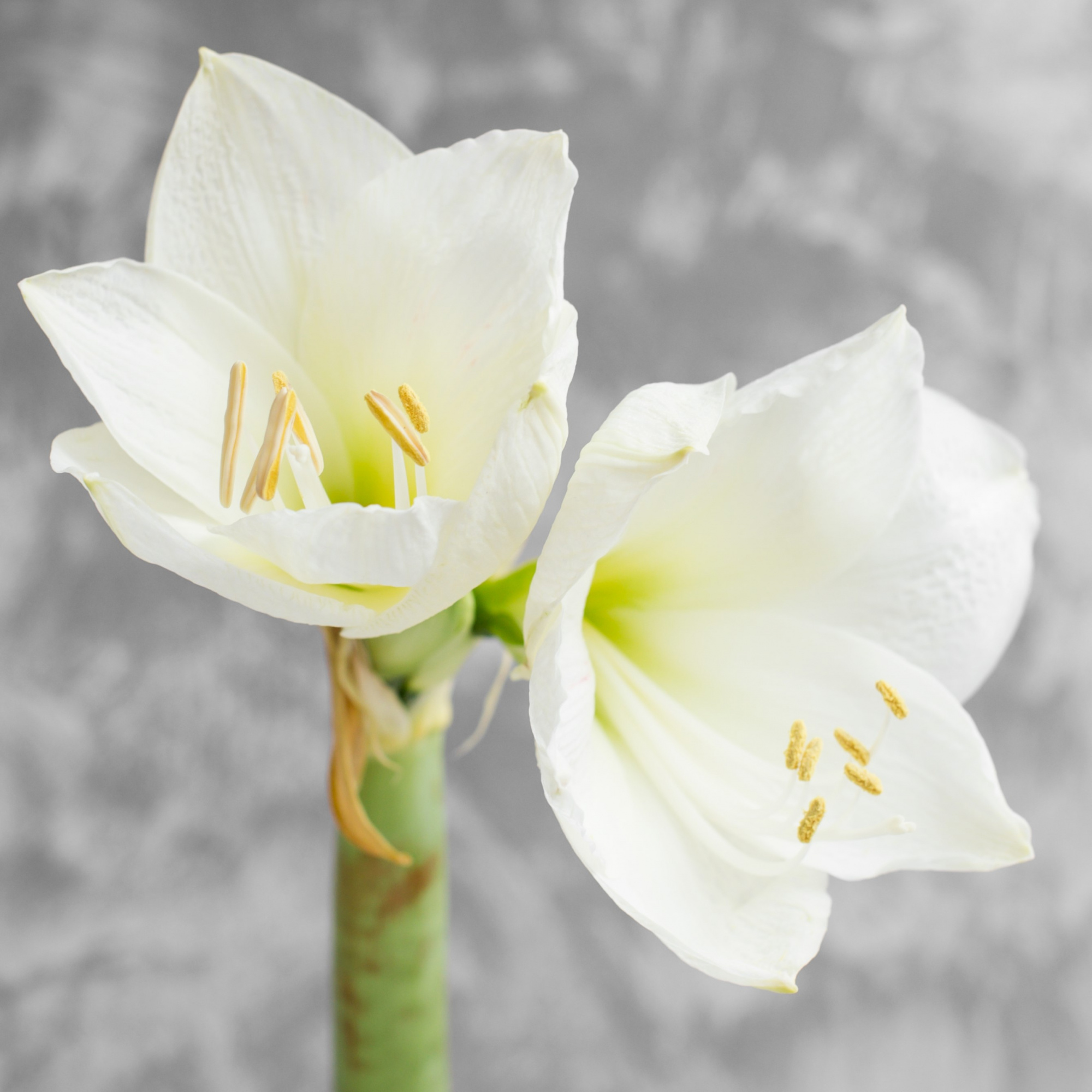 Амариллис (Гиппеаструм) Монт Бланк | Amaryllis Mont Blanc - "Спутник"