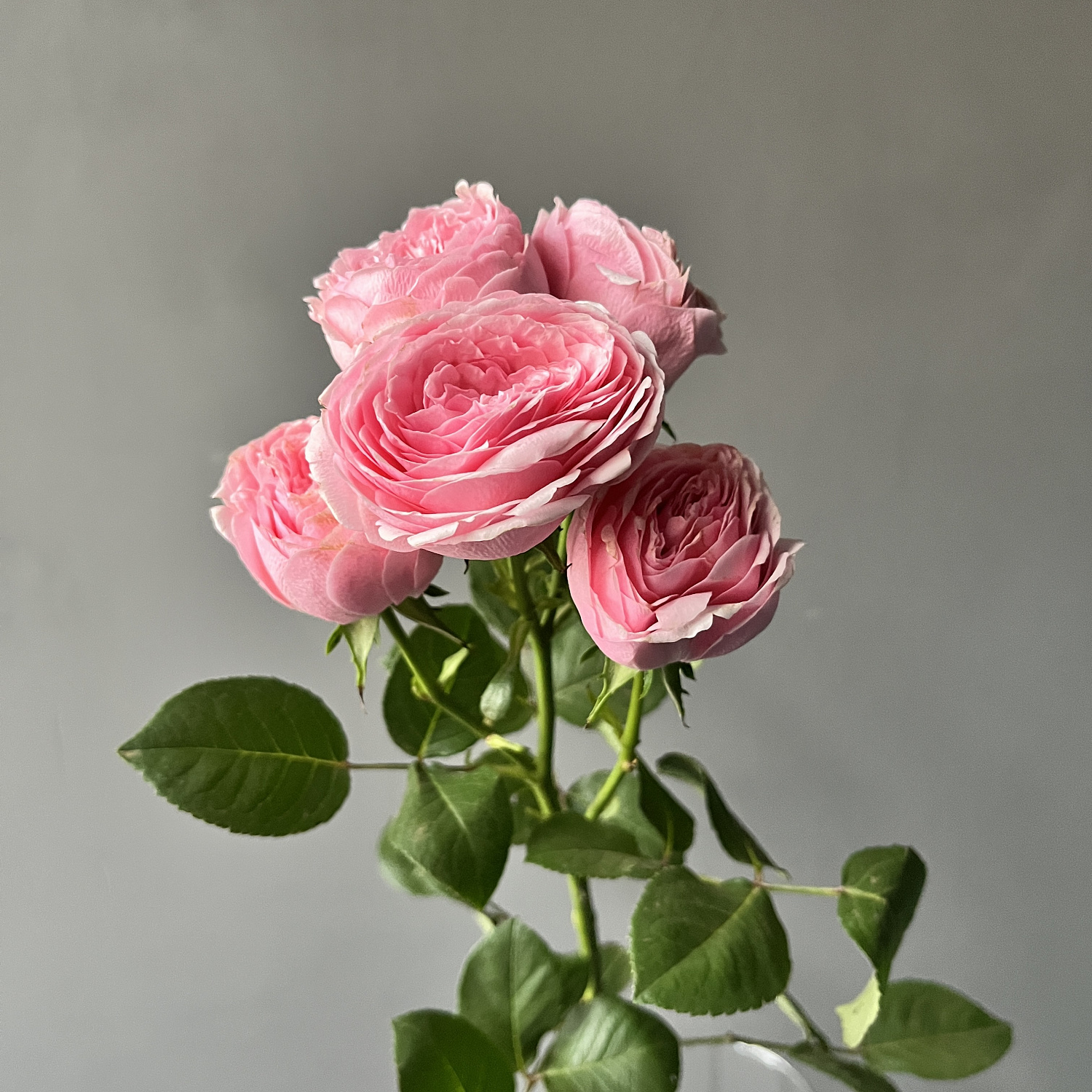 Роза кустовая Мэнсфилд Парк Пинк | Mansfield park pink Spray Rose