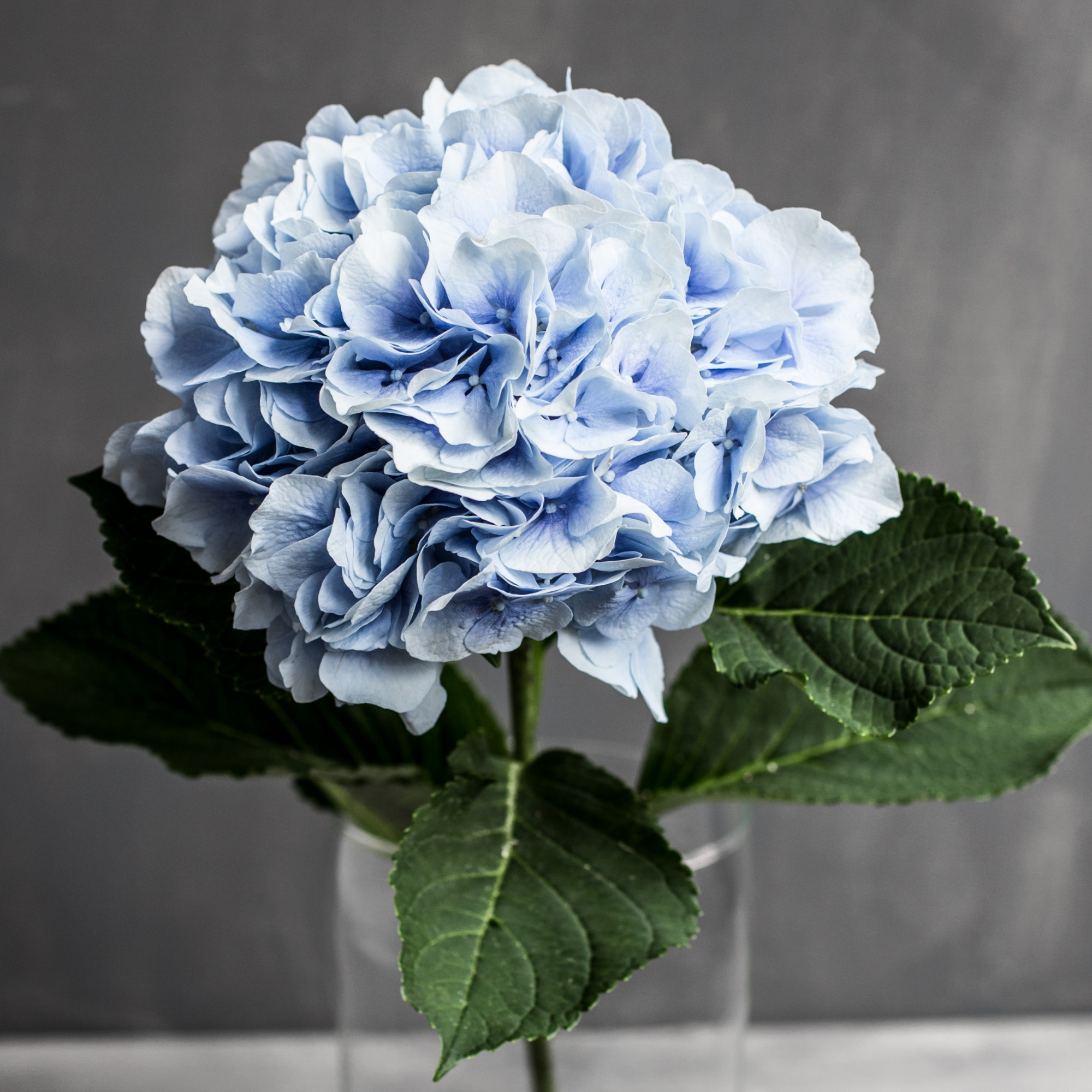 Гортензия Верена Блю | Hydrangea Verena Blue - "Спутник"