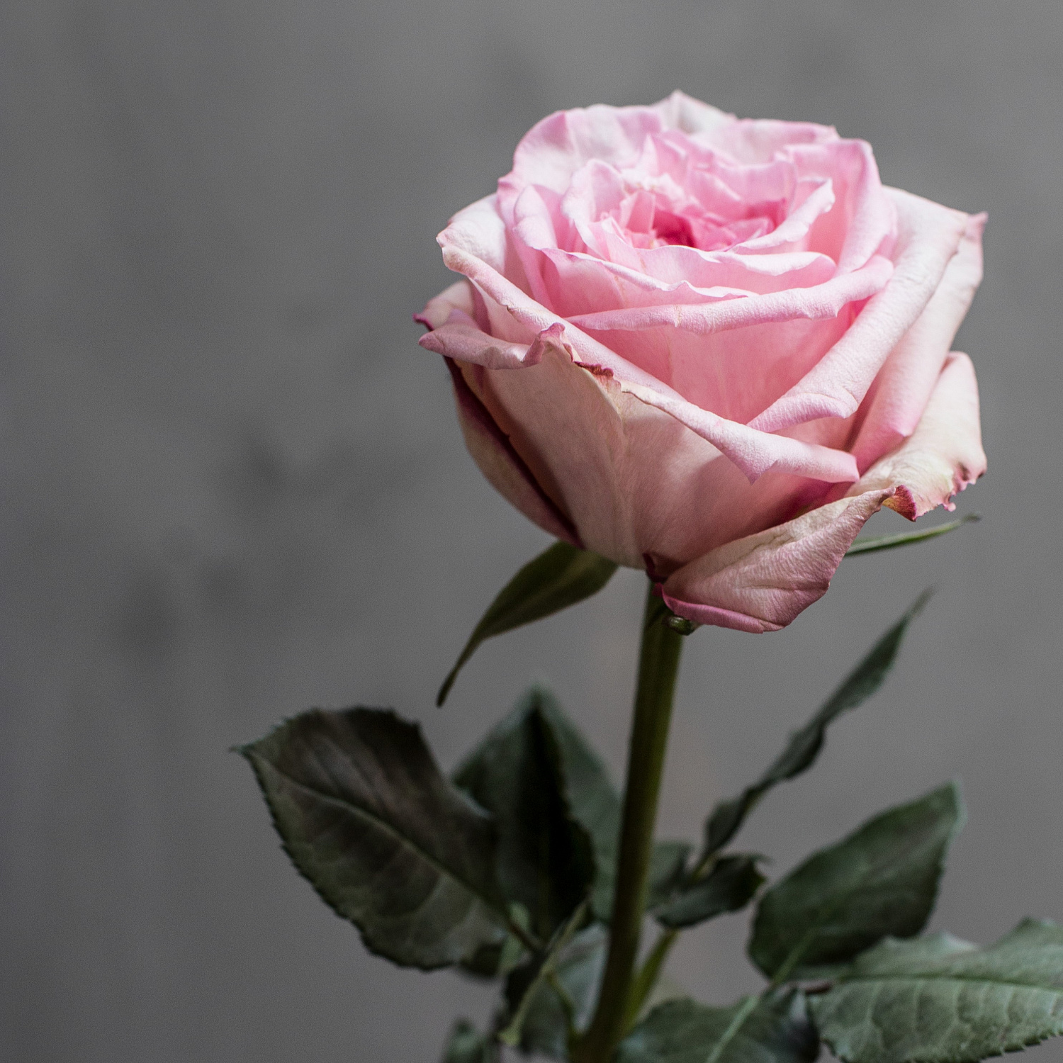 Роза пионовидная Пинк Охара | Pink O`Hara Rose
