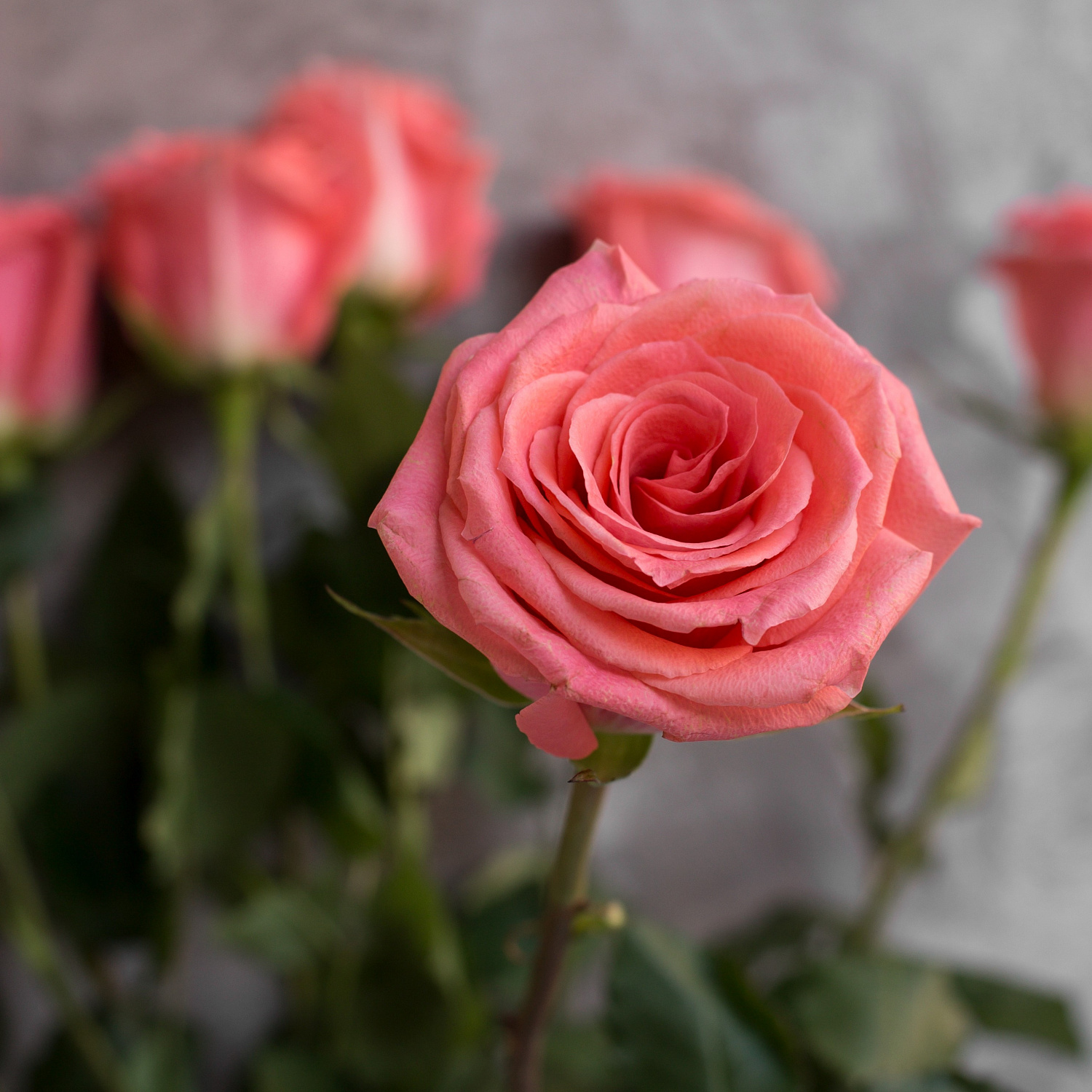 Роза Амстердам | Amsterdam Rose