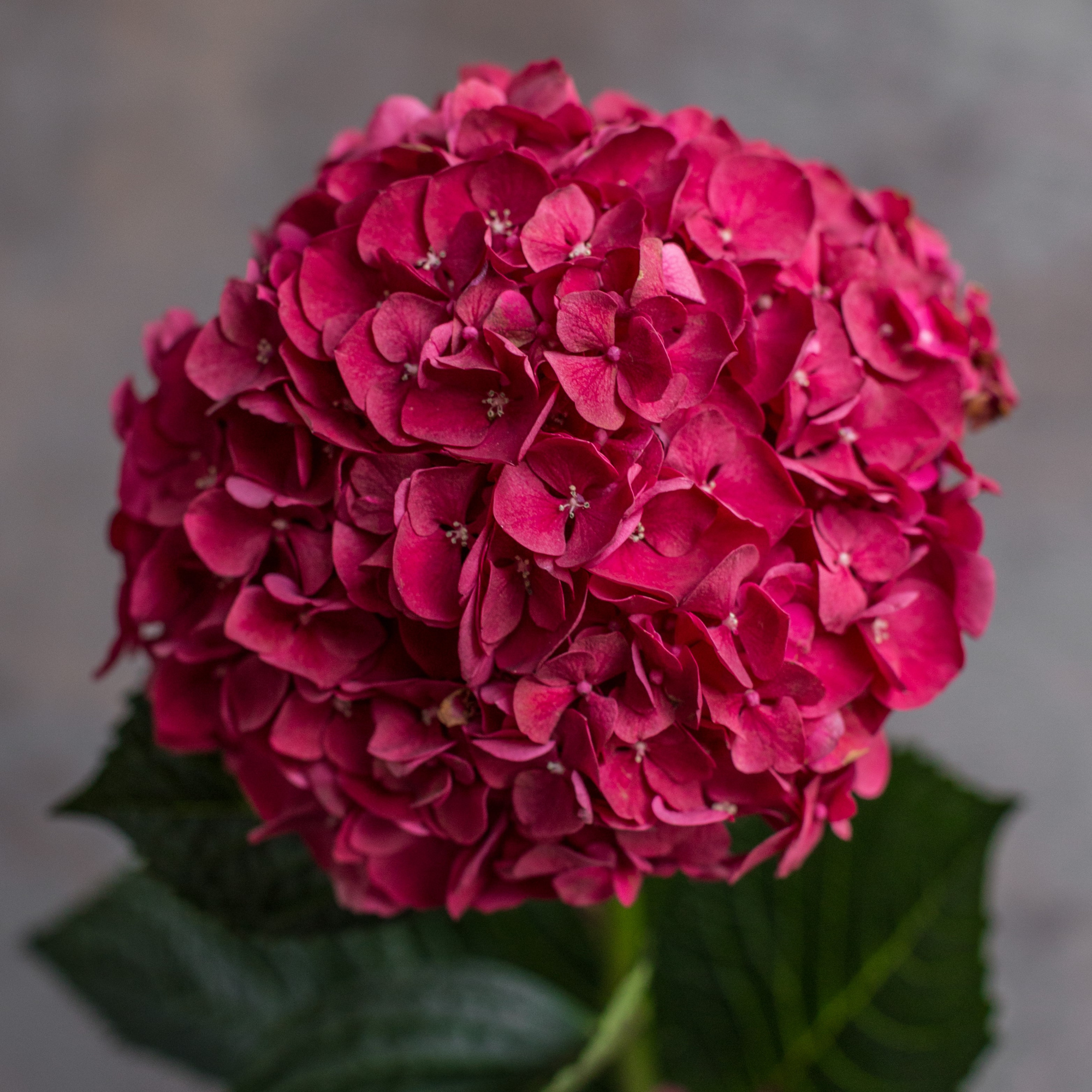 Гортензия Руби Ред | Hydrangea Ruby Red - "Спутник"